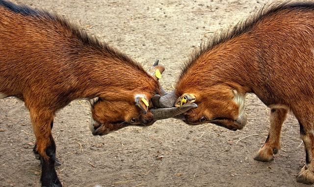 collision-estimate-640x480-64930072.jpeg